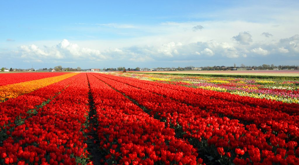 A Cameri Apre Il Campo Di Tulipani Da Autoraccolta a-cameri-apre-il-campo-di-tulipani-da-autoraccolta